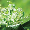 10 Lily of The Valley Flower Bulbs, Fragrant White Lily Flowers Bulbs, Lilies of The Valley Bulbs Perennial for Planting Outdoors