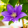 Purple Clematis Live Plant in 2.5" Pot, Flowering Climbing Clematis Vine Starter for Outdoor Garden and Trellis, Well Rooted
