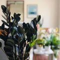 2 Black ZZ Plant, ZZ Tree Live Plant, House Plant Live for Gardening Indoors Outdoors, 4 to 6 Inc Tall