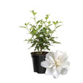 Hibiscus Rose of Sharon Plant Live, 4" Potted Althea Syriacus Flowers for Spring Planting, Hardy Shrub with Vibrant Blooms (White)