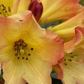 1-2 Ft Gold Yellow Rhododendron Plants Live Bush Shrubs in 1 Gallon Pot for Planting, Azalea Bush Ready Plant, Live Rhododendron Plant Azalea