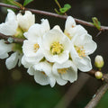 White Quince Flowering Plant, Double Quince Flower Shrub Outdoor Planting, 5 to 7 Inch Tall