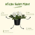 African Violet Live Plant in 4 Inch Pot, Flowering Houseplant, Easy Care Indoor Plant with Vibrant Blooms (White African Violet)