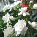 2 Cape Jasmine Plants Live, Frost Proof Gardenia Plant, 5 to 7 Inc Tall, Fragrant Flower Plant, Blooming Jasmine Plants