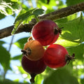 Gooseberry Currant Bush Live Plant, Sweet Gooseberry Plant Live for Planting, Edible Berries 5-9 Inch Tall