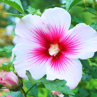 Pink Rose of Sharon Plant Live 4 Inch Container, Hardy Hibiscus Plant Live for Planting, Althea Hibiscus Syriacus Flowers