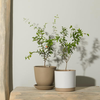 Pomegranate Tree Live Plants, Sweet Pomegranate Tree Plant, Pomegranate Sapling, 5 to 8 Inch Tall