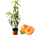 Grafted Yellow Red Peach Tree Live Plant, Well Rooted Peach Plant 1 Feet Tall for Planting Outdoor, Dormant, Ready to Bear Fruit Within 1-2 Years, No Pot