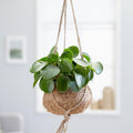 2 Pilea Peperomioides Plants, Money Live Plants, 3 to 6 Inch Tall Live Pilea Peperomioides Starter Plants, Bareroot Houseplants, No Pot