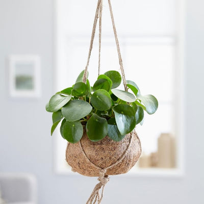 2 Pilea Peperomioides Plants, Money Live Plants, 3 to 6 Inch Tall Live Pilea Peperomioides Starter Plants, Bareroot Houseplants, No Pot