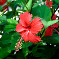 3 Red Hibiscus Plants Live, Hardy Hibiscus Flowers Plants, 4 to 7 Inc Tall Seedling, Well Rooted