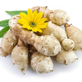5 Jerusalem Artichoke Tubers for Planting, Fresh Sunroots Sunchokes, Edible Hardy Roots for Home Garden or Raised Beds