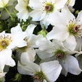 Clematis Vine Plants Live in Pot, 8 Months Old Seedlings Climbing Flowering, Outdoor Trellis Fences, Cold Hardy (White Clematis)