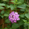 2 Purple Lantana Plants Live Trees, Ready to Bloom, Hardy Long Blooming Seasons, Vibrant Colorful Perennial Fragrant, 5-10" in Tall, Full Sun Growing