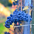 Seedless Grape Vine Live Plant for Planting, 6-10" Potted, Cold Hardy, Spring Fast-Growing and High Yielding (Large Blue-Black Grapes Variety)