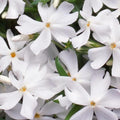 White Creeping Phlox, Starter Phlox Live Plant, Well Rooted, Creeping Perennial Ground Cover