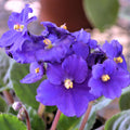 African Violets Plant Live in 4'' Pot, Fast-bloming Indoor Outdoot Flowering Plant with Vibrant Blooms (Blue African Violet)