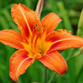 10 Orange Daylily Bulbs for Planting, Daylilies Perennial Bulbs, Annual Flower Bulb for Gardening