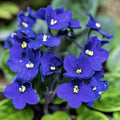 African Violet Live Plant in 4 Inch Pot, Flowering Houseplant, Easy Care Indoor Plant with Vibrant Blooms (Blue African Violet)