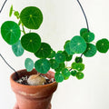 Stephania Cephalantha Live Plant, Rare Caudex Succulent, 2-2.5" Wide Caudex, Cold Hardy Houseplant for Indoor Decor