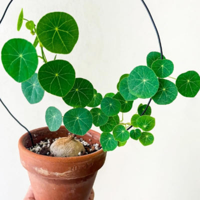 Stephania Cephalantha Caudex Plant Live, Rare Succulent Houseplant Indoor, 2-2.5 Inch Wide Caudex for Potting and Home Decoration