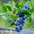 Cold Hardy Blueberry Plant Live for Planting, Blueberry Bushes for Planting, 4"-7" Cold Hardy Blueberries Southern Highbush
