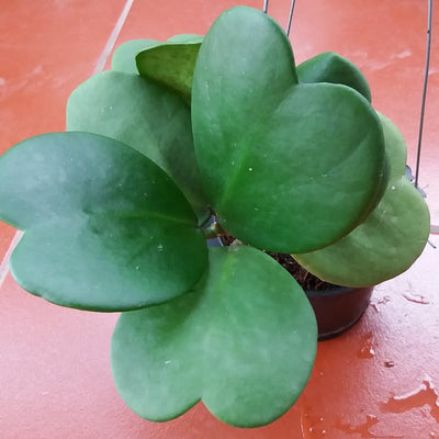 Hoya Kerrii Heart Plant, Green Hoya Plant Live Houseplants 2 Inches Potted to Plant Indoor