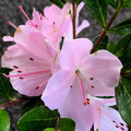 Pink Azalea Rhododendron Plant Live in 4 Inch Pot, Azalea Rhododendron Bush Shrub Bonsai Bloom in Spring, Late Summer, Fall Rebloom