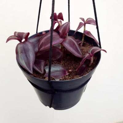 Dark Purple Wandering Jew Live Plant, Tradescantia Houseplant in 2.5 Inches Pot for Planting, Wandering Jew Live Plant Outdoor Indoor