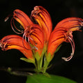 Random Lipstick Plans Live Houseplants in Pot, Aeschynanthus Red Flower Vine Décor Office, Desk Indoor Outdoor Growing