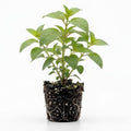 Red Fuchsia Plants Live, Fuchsia Plants, 3 to 5" Tall Starter Plug, Hardy Perennial Flowers Plant for Planting, Hanging Basket, Colorful Plant
