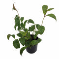 Yellow Lipstick Plans Live Houseplants in Pot, Aeschynanthus Yellow-Orange Flower Vine Décor Office, Desk Indoor Outdoor Growing