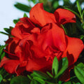Red Azalea Rhododendron Plant Live in 4 Inch Pot, Azalea Rhododendron Bush Shrub, Bloom in Spring, Zones 7-10