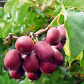 Set of 2 Live Hardy Kiwi Berry Plants, Fast-Growing Kiwi Vines for Outdoor Planting, Well Rooted, 5-9" Tall