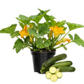 2 Green Zucchini Plants Live for Planting, Squash Plants Live for Planting, 4 to 6 Inches Tall