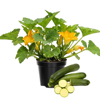 2 Green Zucchini Plants Live for Planting, Squash Plants Live for Planting, 4 to 6 Inches Tall