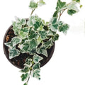 Variegated English Ivy Plant Live, Trailing Ivy Plant 4'' Pot, Climbing Houseplant for Growing Indoor Outdoor