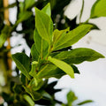Laurus Nobilis Bay Laurel Tree, Bay Leaf Plant Herb, Sweet Bay Laurel Live Plant for Planting, from 6 to 9 Inc in Tall