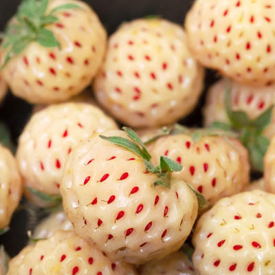 10 White Carolina Pineberry Plants Bareroots, Pineapple Strawberry Flavor, White Strawberry Plants Roots