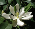 Magnolia Tree Live Plant for Planting, Magnolia Flowers Bush 6 to 12 Inches Height, in Pot, Fragrant Magnolia Shrub (Sweetbay Magnolia)