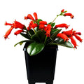 Scarlet-Red Lipstick Plans Live Houseplants in Pot, Aeschynanthus Red Flower Vine Décor Office, Desk Indoor Outdoor Growing