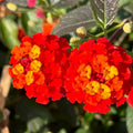 2 Red Lantana Plants Live Trees, Ready to Bloom, Hardy Long Blooming Seasons, Vibrant Colorful Perennial Fragrant, 5-10" in Tall, Full Sun Growing