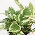 Live Pothos Plant, Pothos Indoor Plant 4 Inch Pot, Plant Live Pothos, Pothos Vine Plant