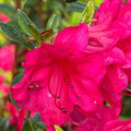 Big 1 Gallon Showy Pink to Red Rhododendron Plants Live, 1-3 Years Old Azalea Plants Live Shrubs Bushes for Planting, Very Well Rooted