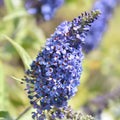 Potted Butterfly Bush Live Plant, 5-9" in Tall, Cold Hardy, Spring Outdoor PlantingBlooms Summer to Fall, Dormant in Winter (Blue Buddleia Plant)