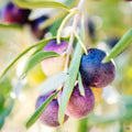 Olive Tree Live Plant Stater, Well Rooted, 4 to 8 Inc, Fast-Growing Olive Plant