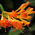 Fragrant Mandarin Honeysuckle Plant Live Vine, Climbing Lonicera Perennial Honeysuckle Plants, 5-10 Inc Tall, No Pot