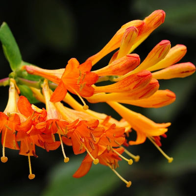 Fragrant Mandarin Honeysuckle Plant Live Vine, Climbing Lonicera Perennial Honeysuckle Plants, 5-10 Inc Tall, No Pot