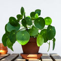 2 Pilea Peperomioides Plants Indoor Live, Pilea Peperomioides Plants No Pot Live Indoor Houseplants