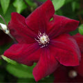 Red Clematis Live Plant in 2.5" Pot, Flowering Climbing Clematis Vine Starter for Outdoor Garden and Trellis, Well Rooted